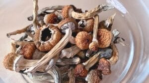 dry magic mushrooms